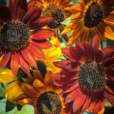 Tall Growing Autumn Beauty Sunflower Seeds for Garden Borders