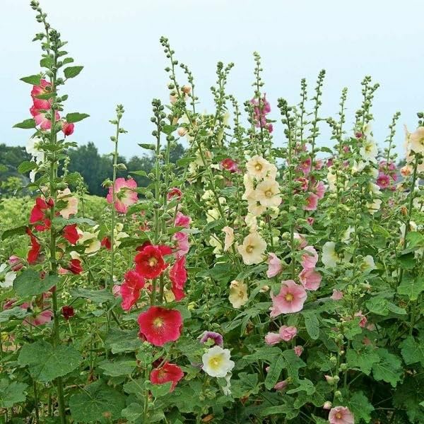 Tall Blooming Alcea Ficifolia Seeds for Summer Garden Color