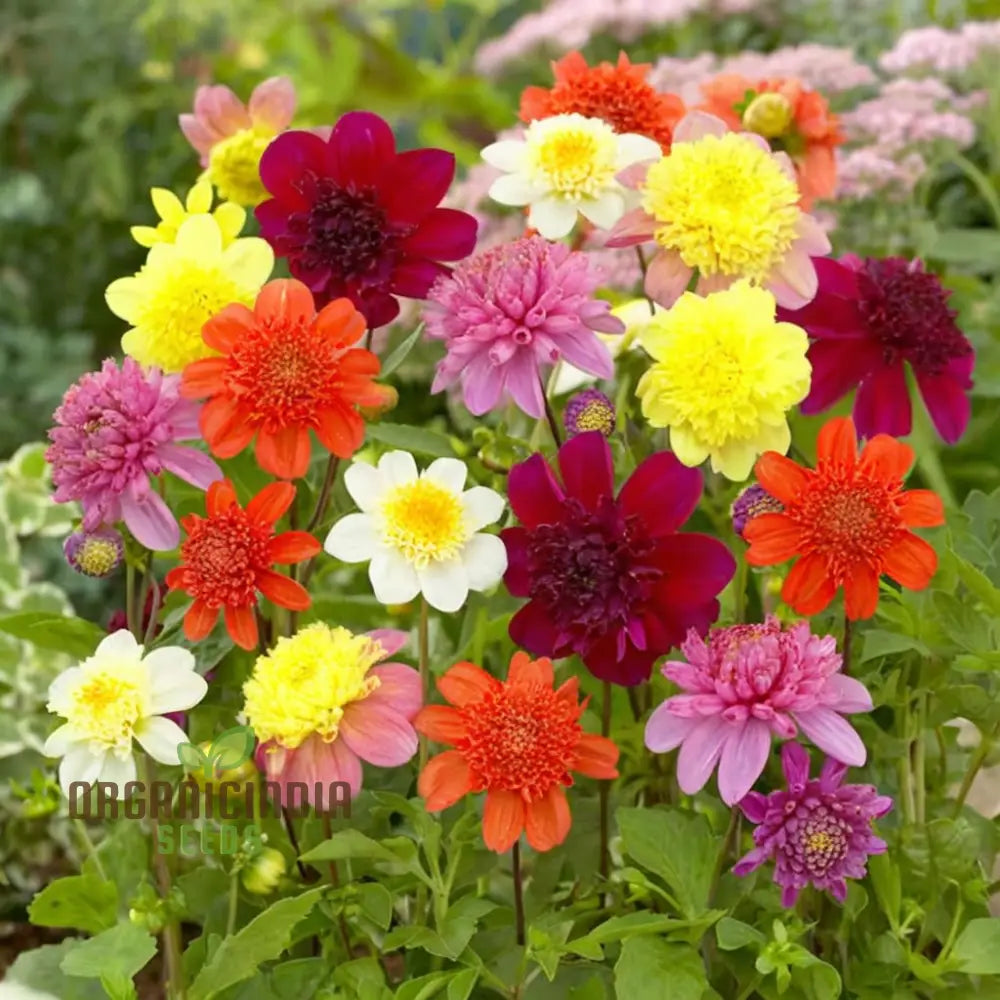 Close-up of mixed-color Tall Star Dahlia blooms