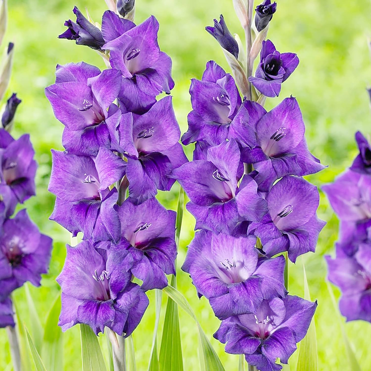 Tall Gladiolus Plant Seeds Producing Purple Blooms