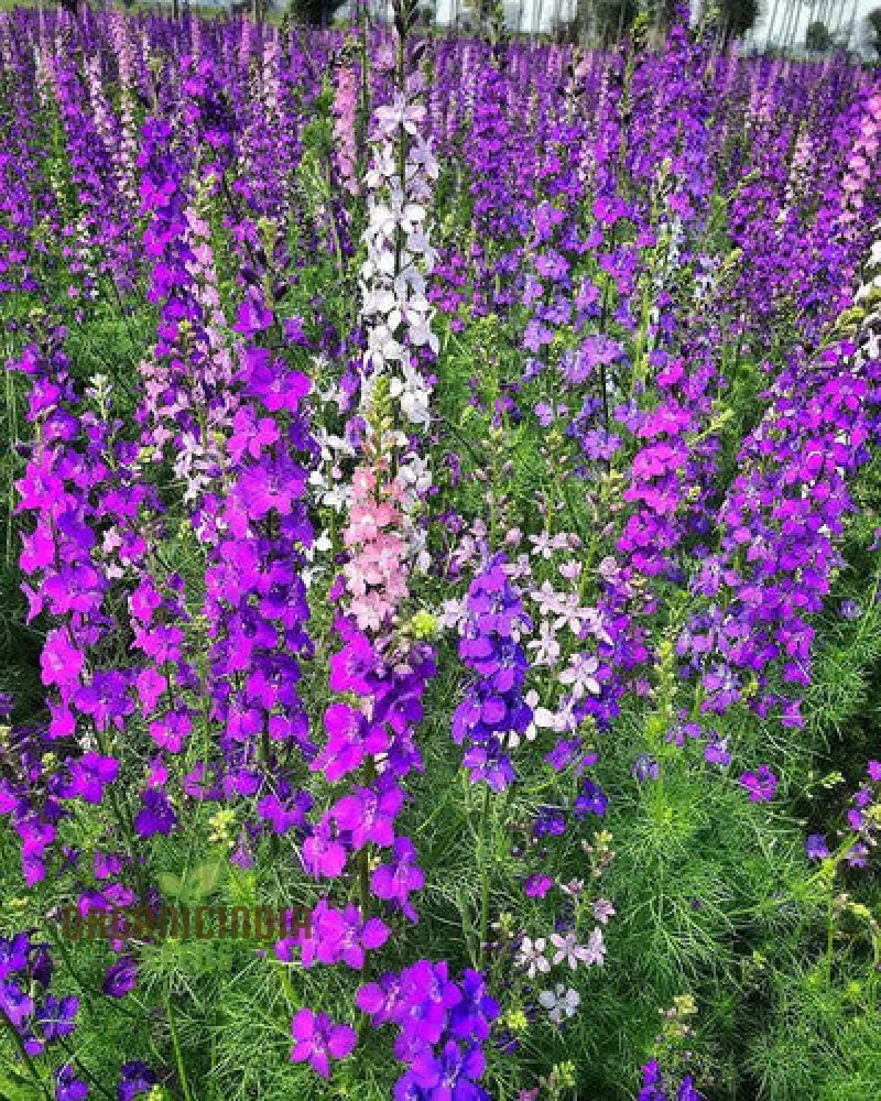 Tall spike Delphinium seeds colorful flowering plants