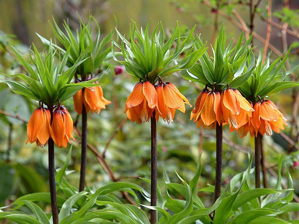 Tall Stem Crown Imperial Seeds for Decorative Landscapes