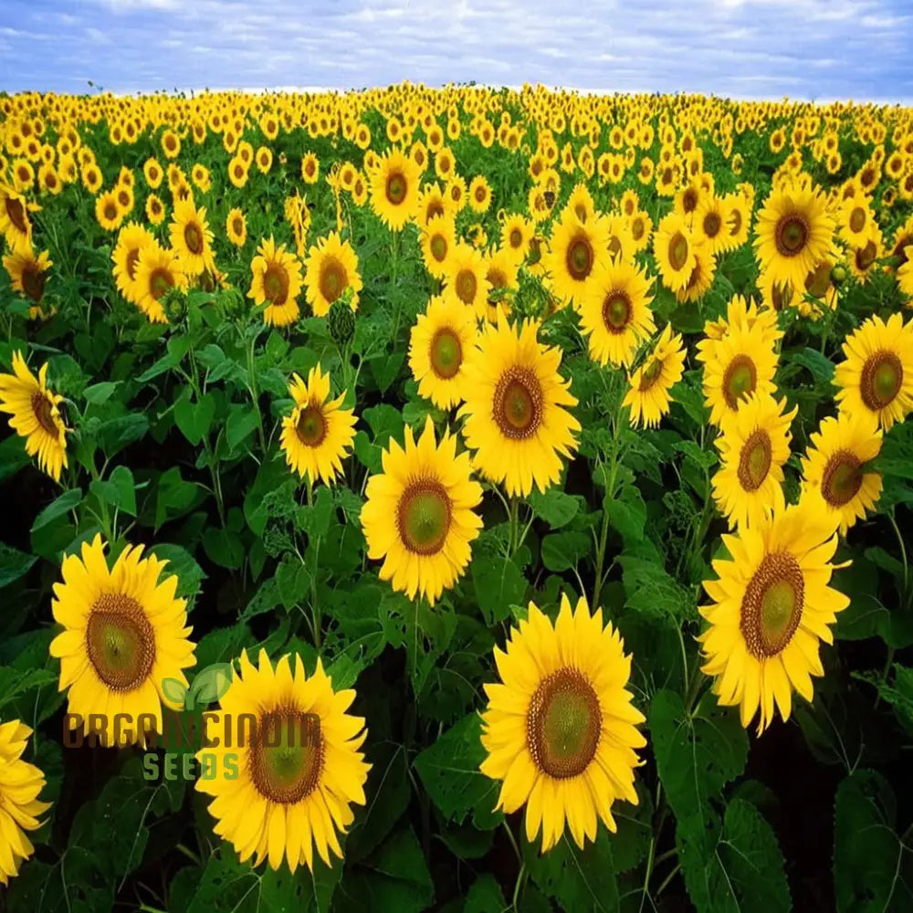 Giant Sunflowers Growing Outdoors in Field