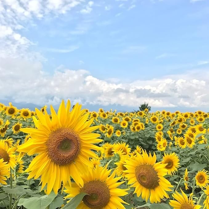 Tall Sunflower Seeds Mix Producing Large Vibrant Blooms