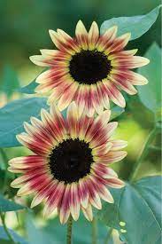 Tall sunflower seeds for borders and garden landscapes