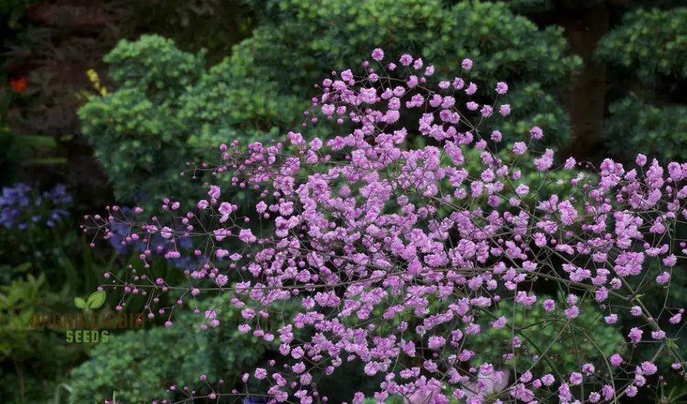 Tall thalictrum seeds for woodland and border gardens