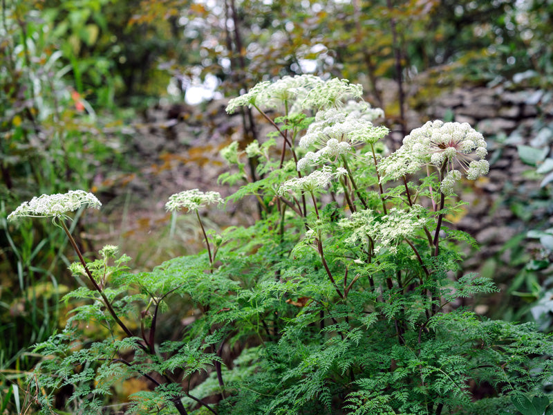 Tall white perennial seeds Selinum for landscape beds