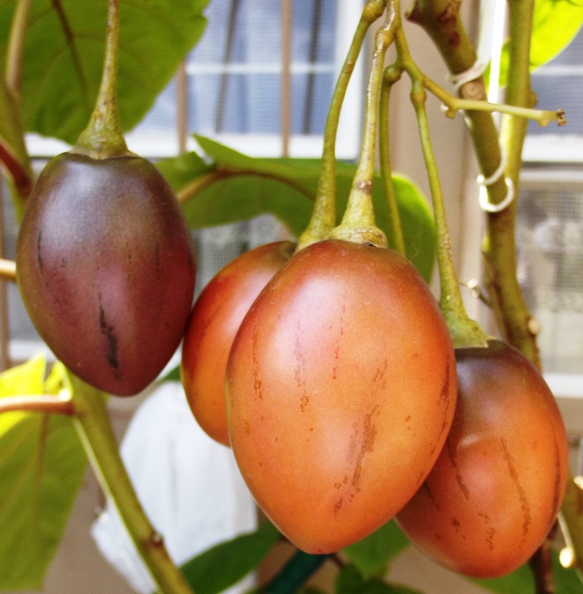 Tamarillo tree seeds for planting non-GMO variety