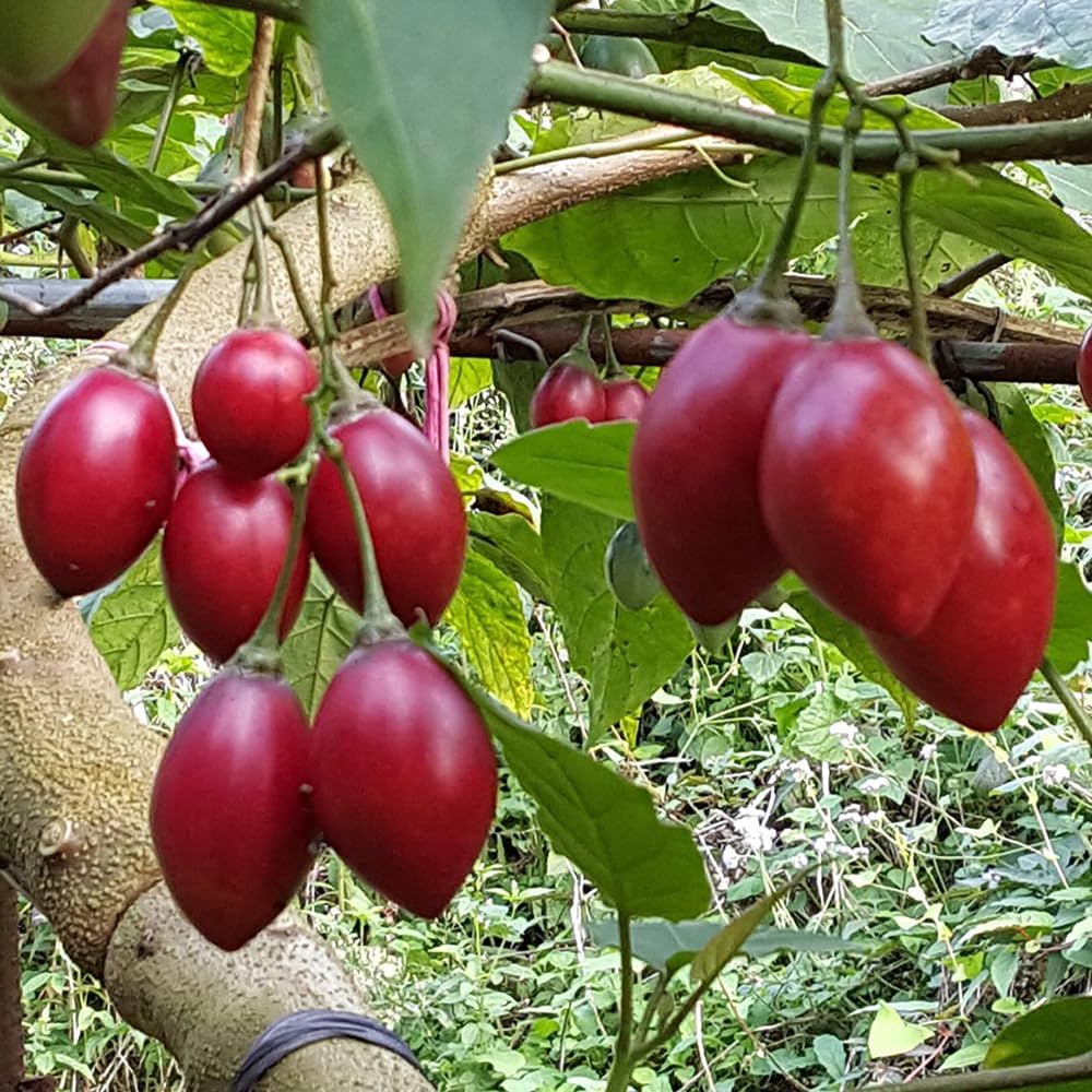 Tamarillo seeds for planting exotic tree tomato fruits