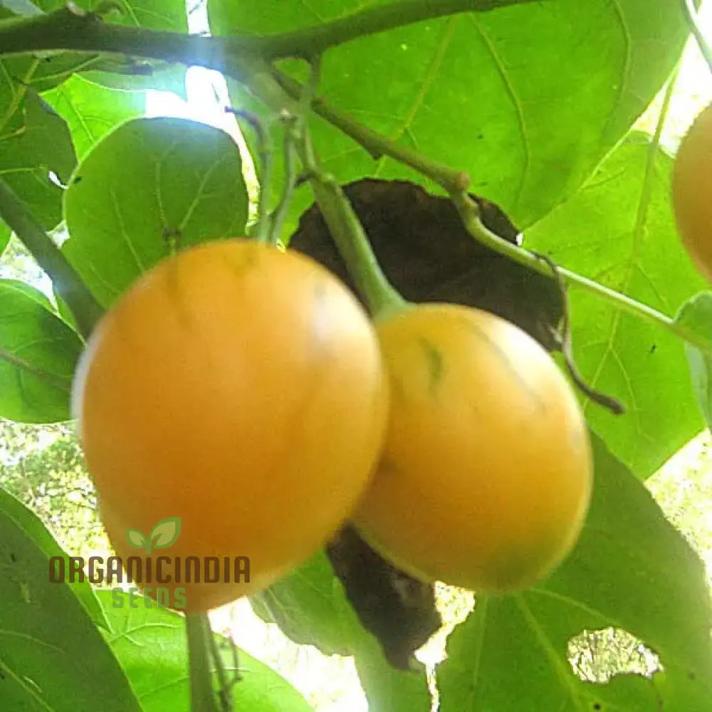 Tamarillo White Egg Seeds for Planting – Tree Tomato Variety
