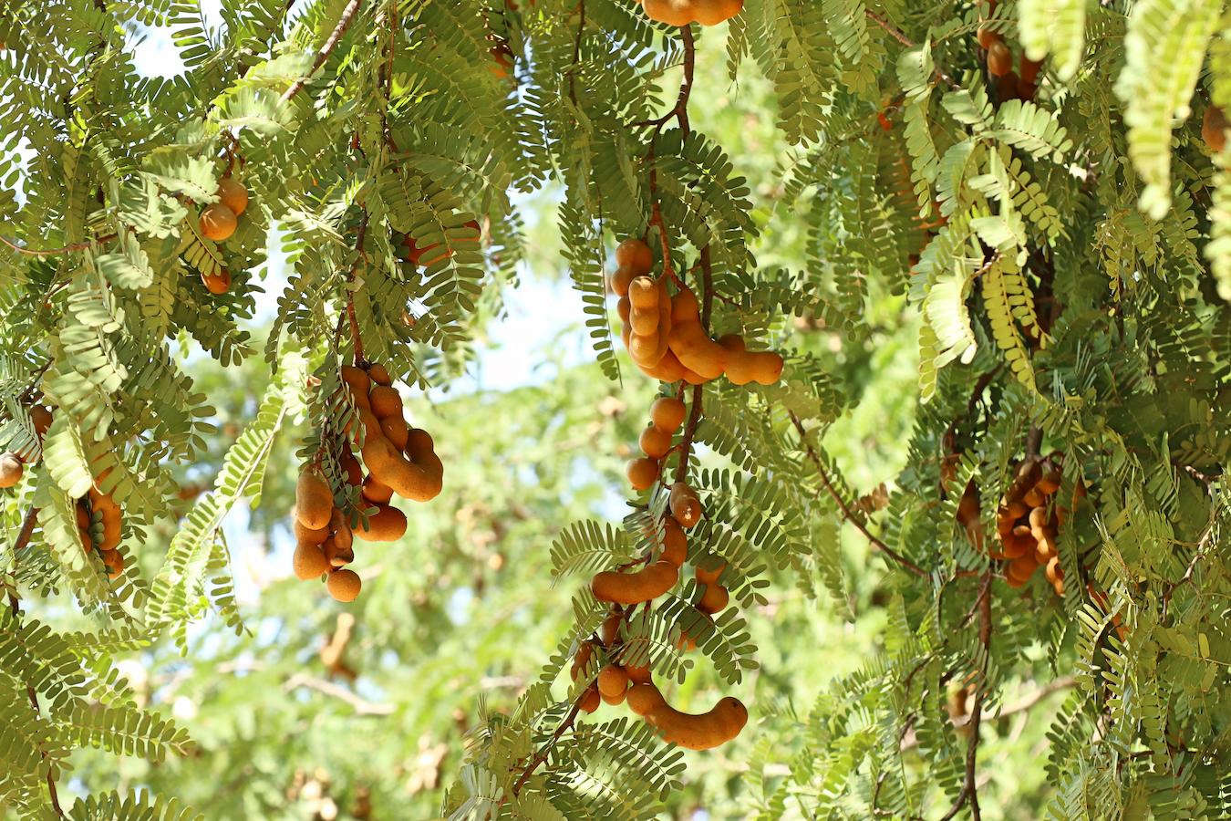 Close View of Tamarind Fruit Pods