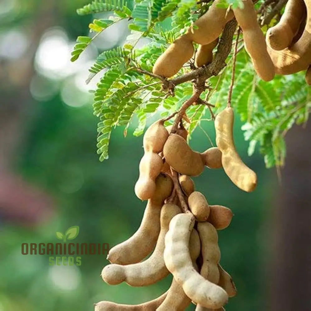 Tamarindus Indica Seeds For Home Gardening â€“ Cultivate Exotic Tamarind Trees And Enjoy Fresh