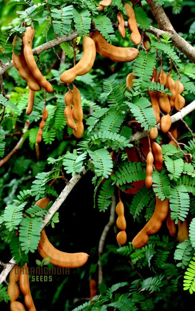 Tamarindus Indica Seeds For Home Gardening â€“ Cultivate Exotic Tamarind Trees And Enjoy Fresh