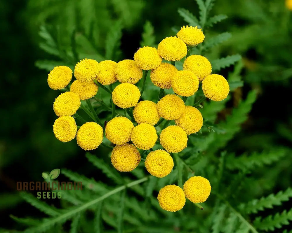 Tanacetum Vulgare Seeds â€“ Cultivate Beauty And Benefits For Your Outdoor Oasis!