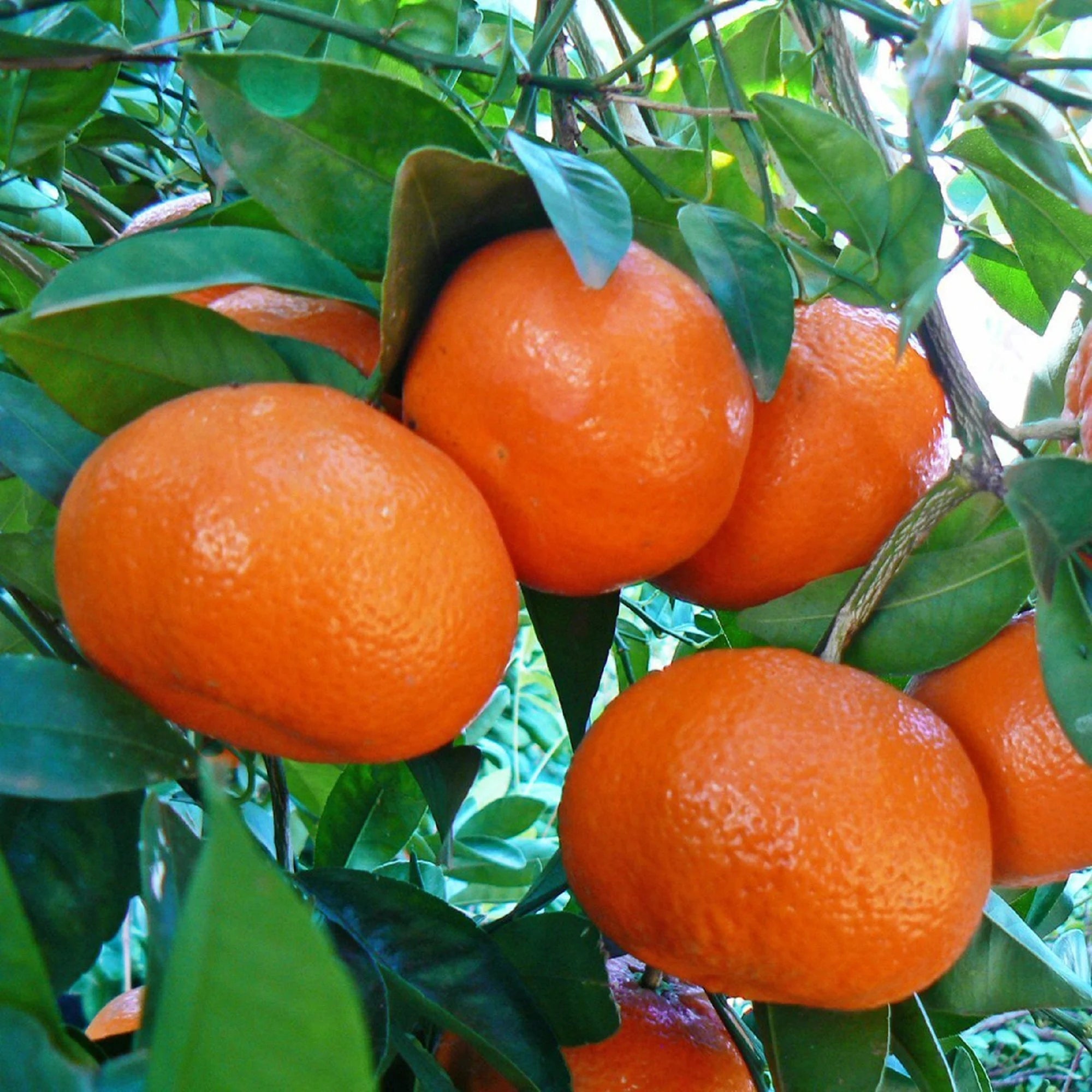 Tangerine Mandarin Orange seeds for planting non-GMO variety