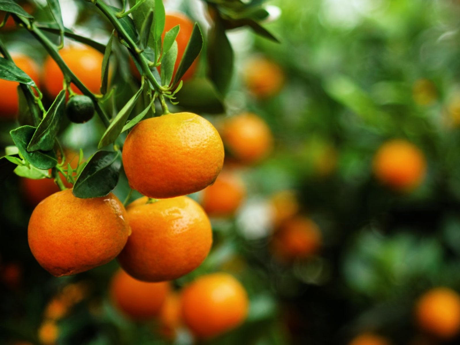 Tangerine tree with healthy green leaves and blossoms