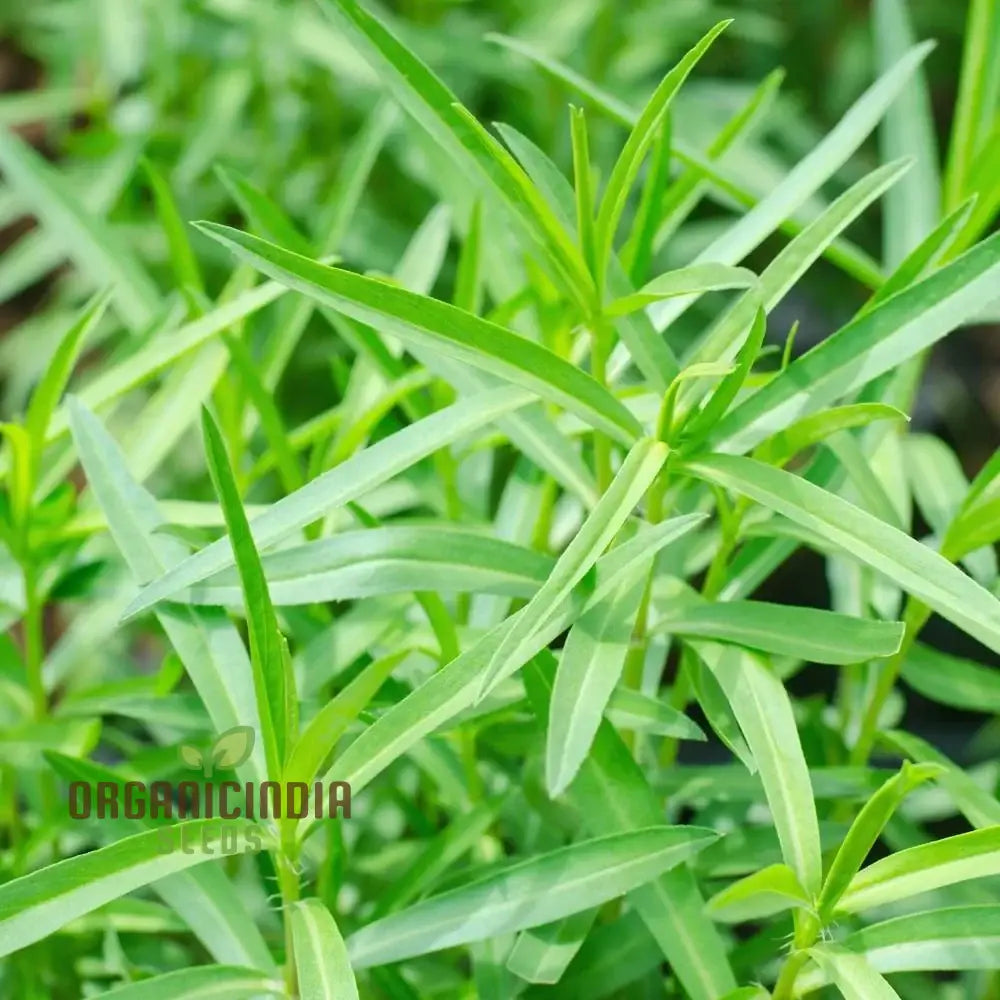 Easy to Grow Tarragon Seeds for Lush Herb Plants