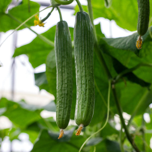 Tasty Green Cucumber Seedling for Home Garden, Easy-to-Grow High-Yield Cucumbers