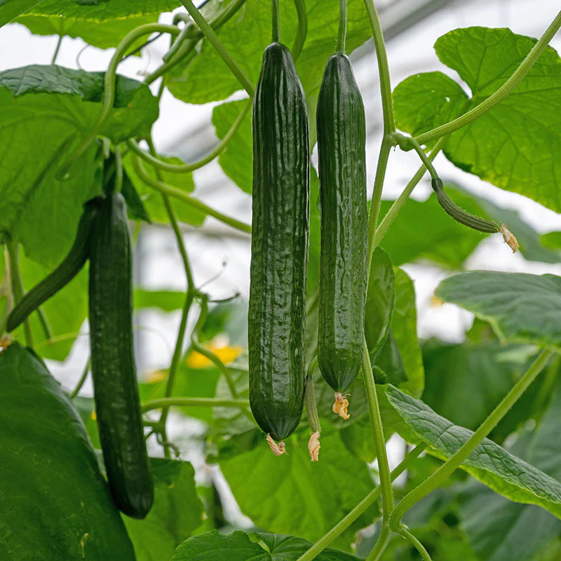 Tasty Green Cucumber Seeds for Planting, High-Yield Crisp Cucumbers