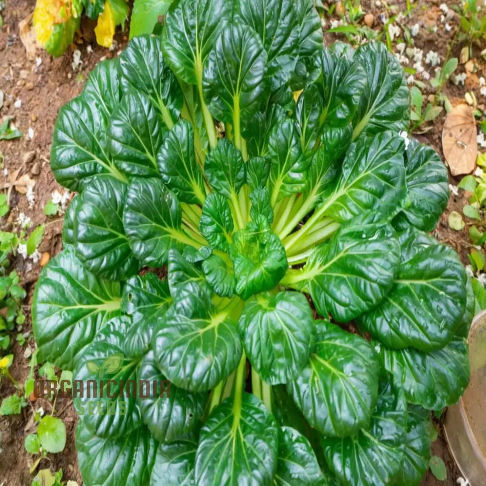 Tatsoi Leafy Green Seeds for Planting, Easy-to-Grow Garden Greens