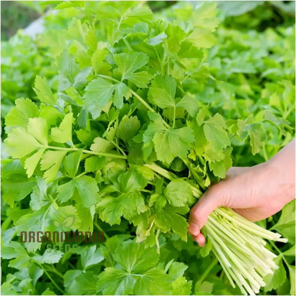 Tender Crisp Celery Seeds for Home Garden, High-Yield Vegetable Seeds