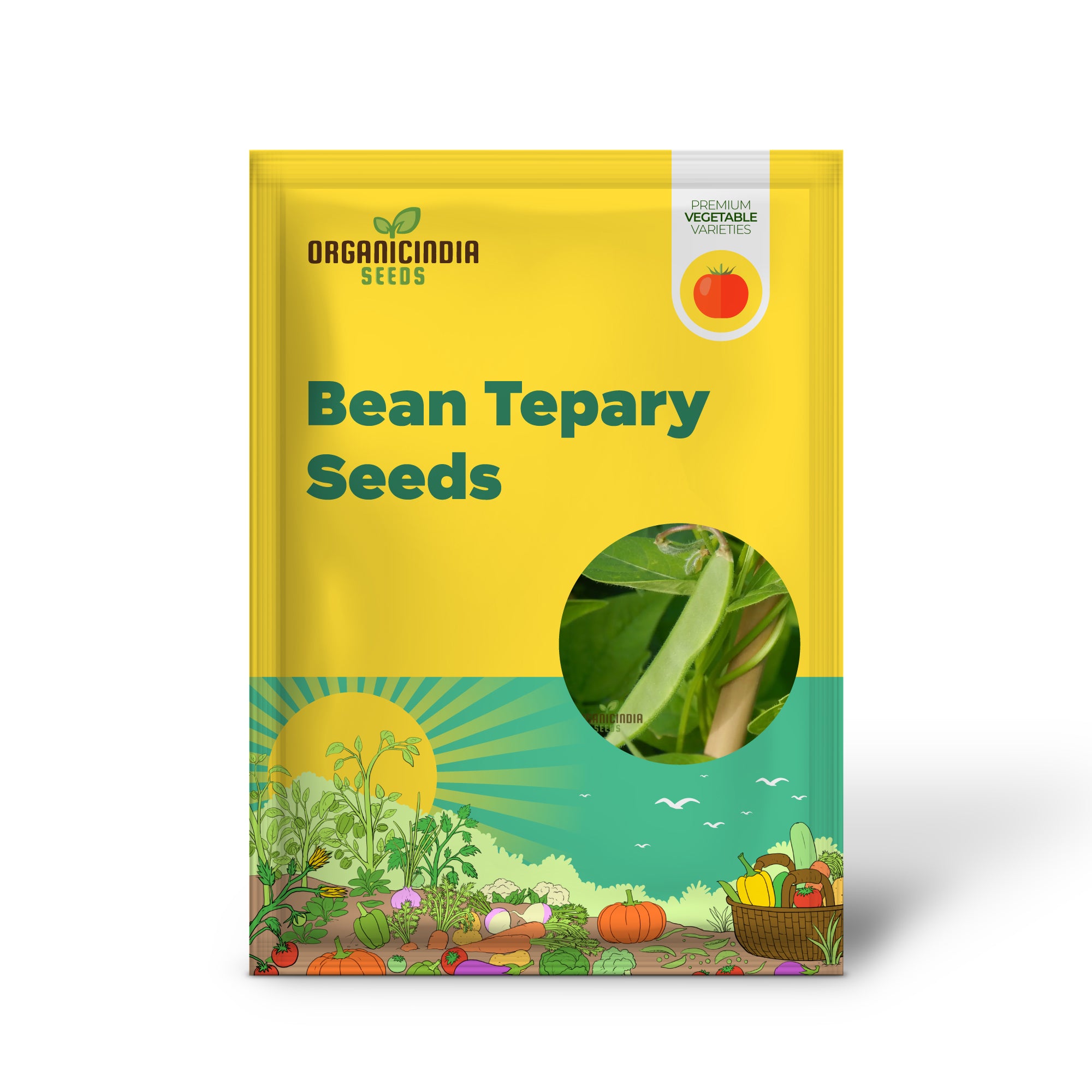 Tepary Blue Bean Seedlings Growing from Seeds in Home Garden