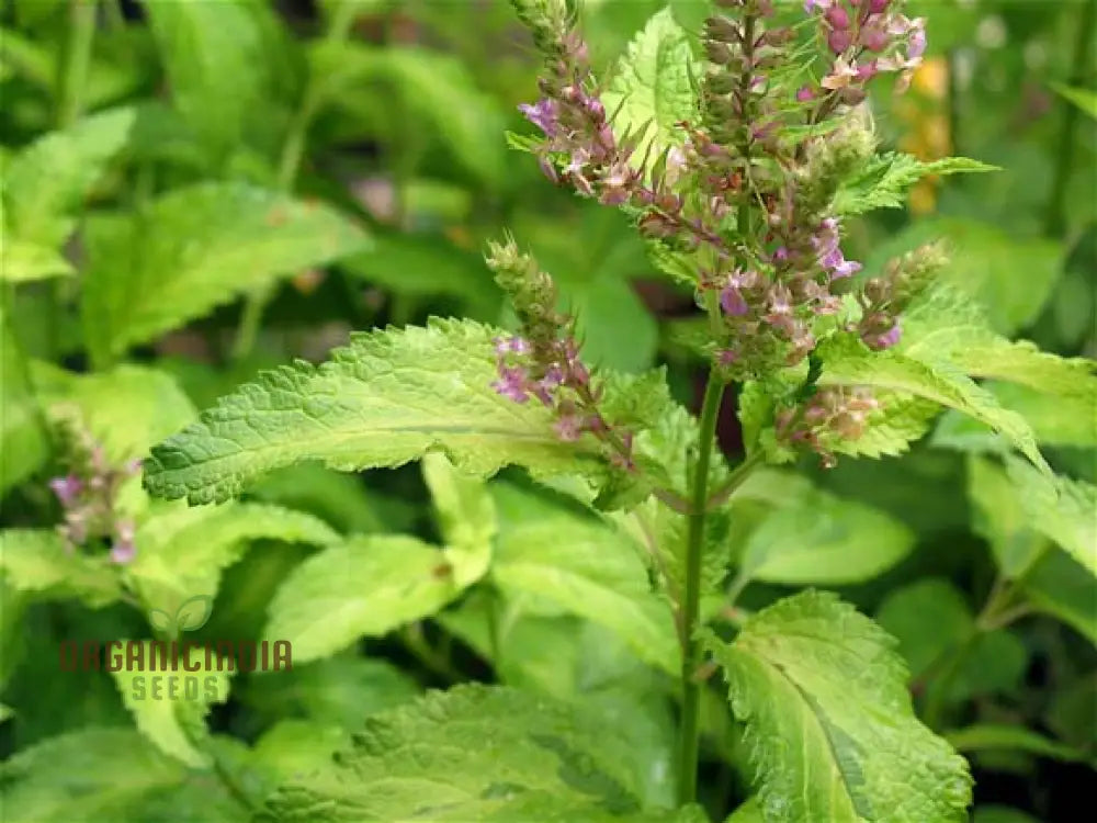 Teucrium Viscidum Lemon and Lime Seeds for Planting Vibrant Herb