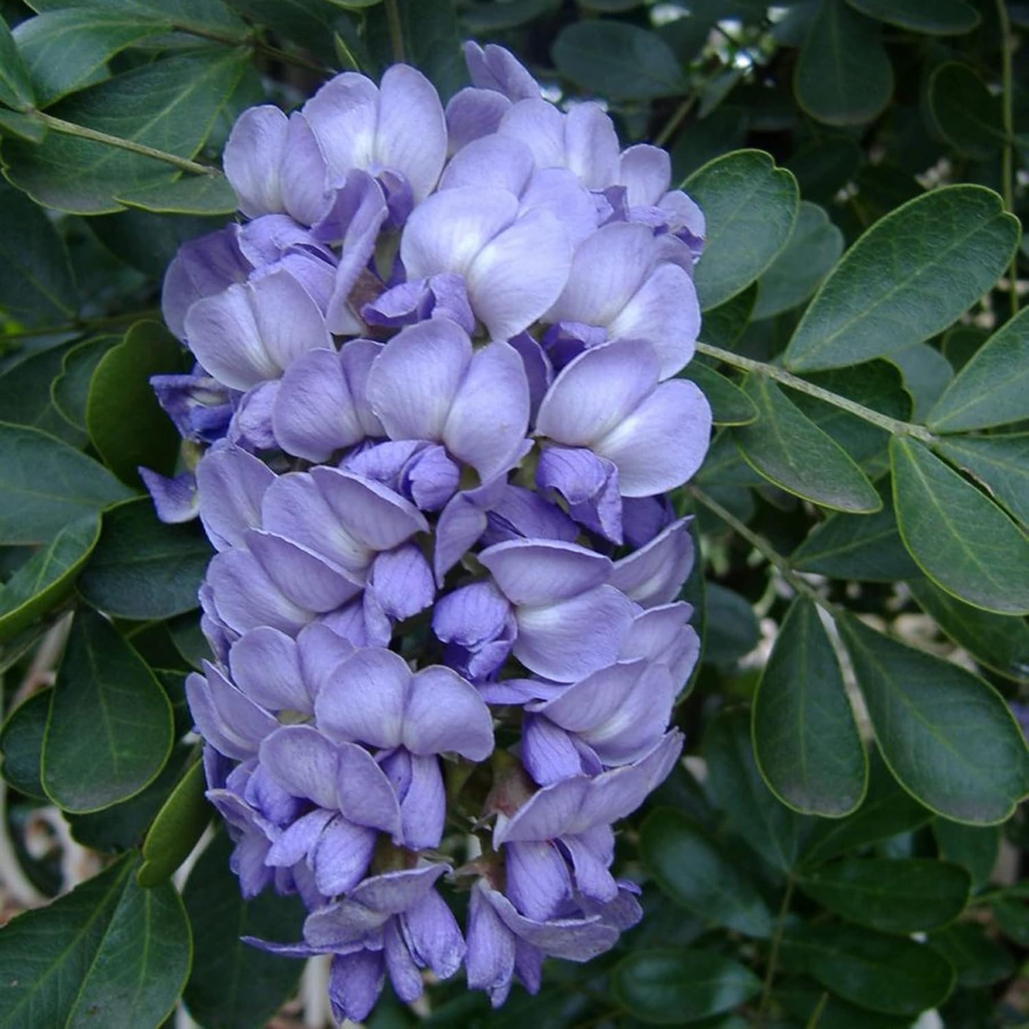 Texas Mountain Laurel Seeds Sophora Secundiflora for Planting
