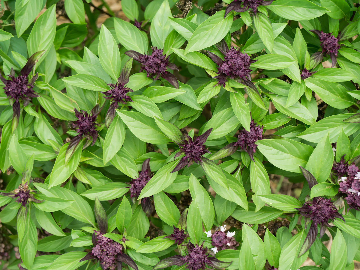 Purple Basil Seeds for Planting - Perfect for Home Gardening, Aromatic Culinary Uses, and Vibrant Herb Gardens