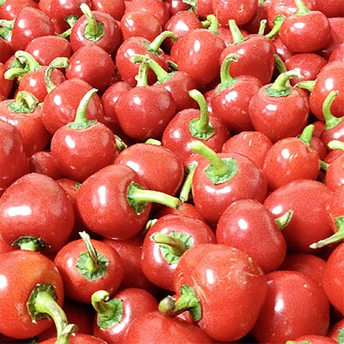 Thai Bird's Eye Chili Pepper Plant in Container from Seeds, Compact and High-Yield