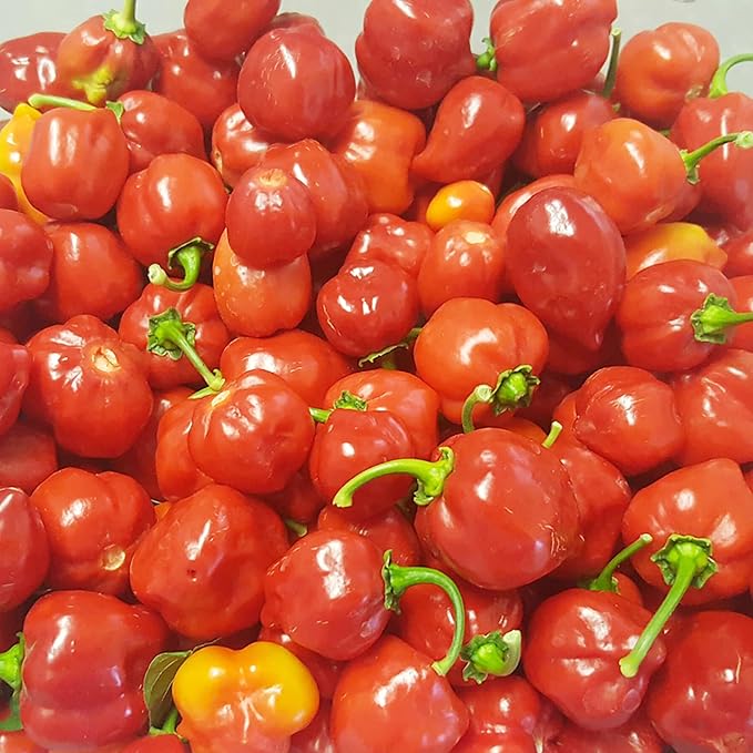 Harvested Thai Bird's Eye Chili Peppers from Seeds, Hot and Flavorful