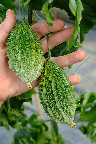 Thai Bitter Gourd Plant from High-Yield Heirloom Seeds