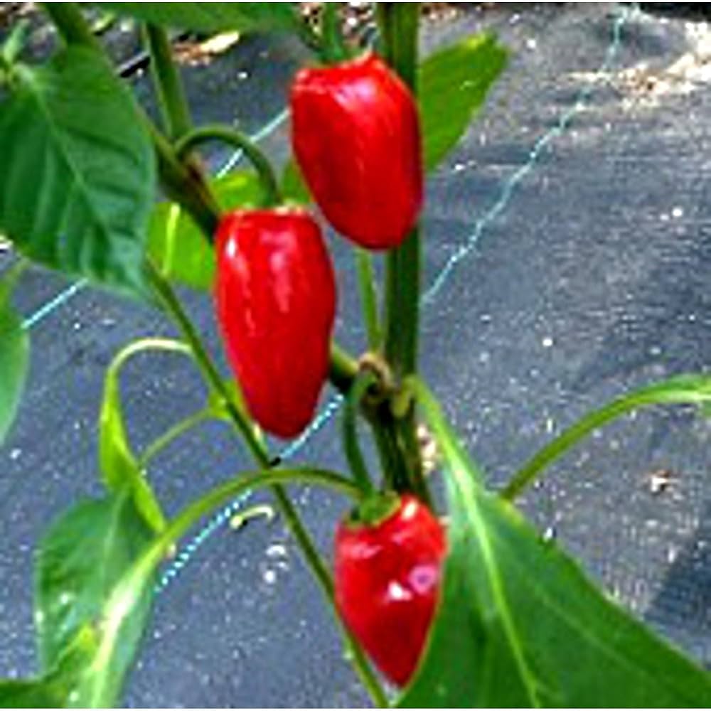 Thai Dragon Pepper Plants Growing in Garden Bed from Heirloom Seeds