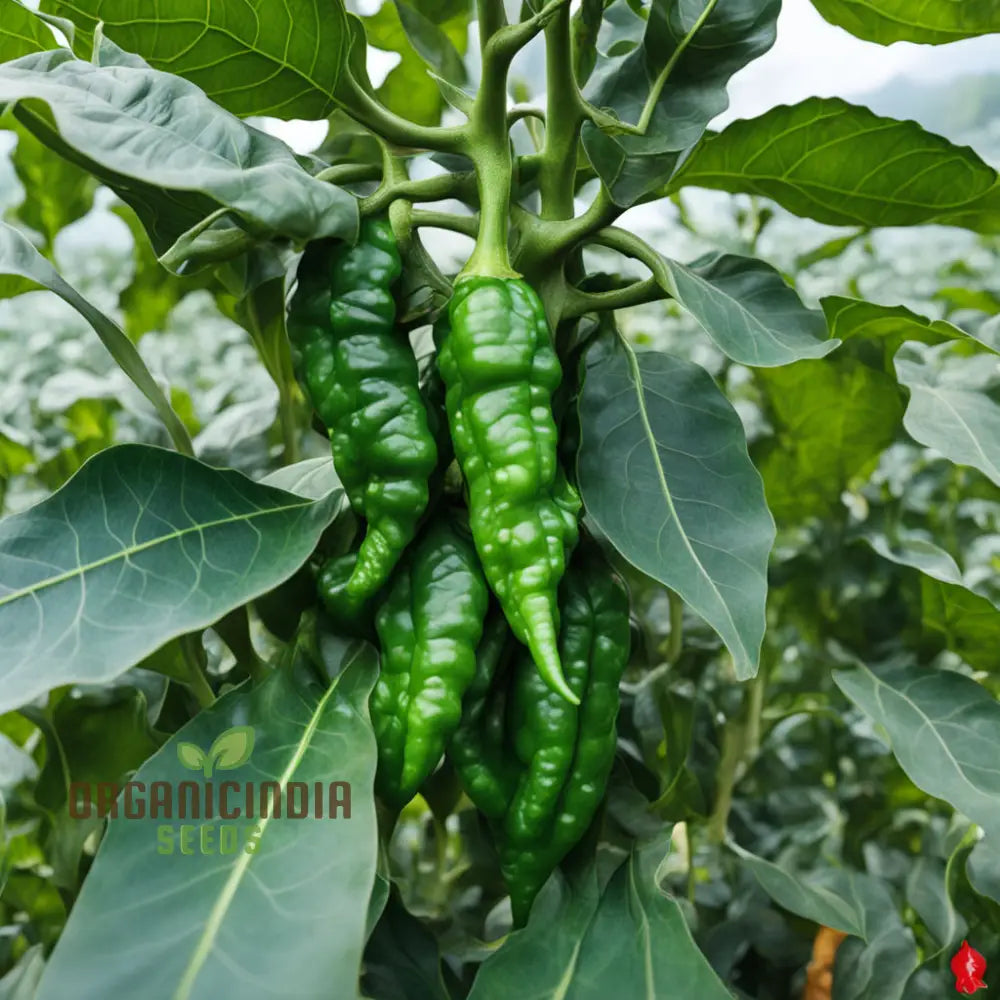 Thai Dragon Heirloom Pepper Seeds for Planting, Hot Chili Pepper Seeds