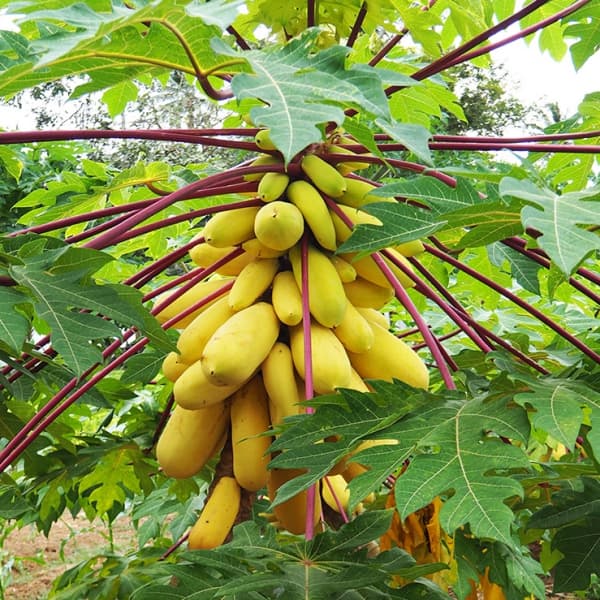Thai Dwarf Papaya Seeds for Planting in Home Gardens