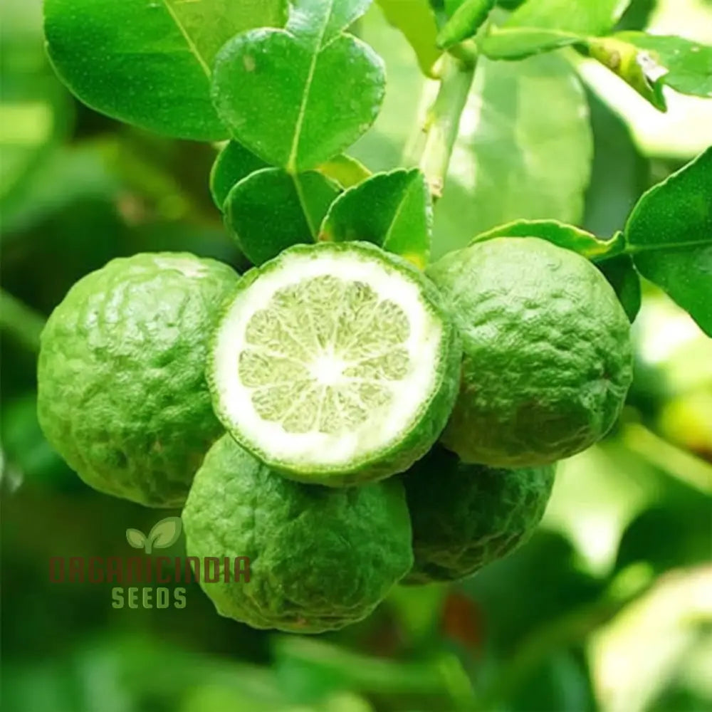Thai Lime Seeds for Exotic Citrus Gardening