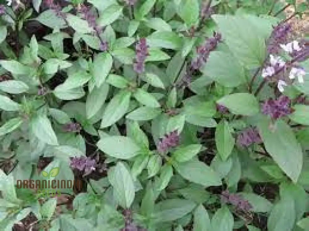 Thai Basil Seeds in Home Garden – Lush Green Aromatic Basil Plants