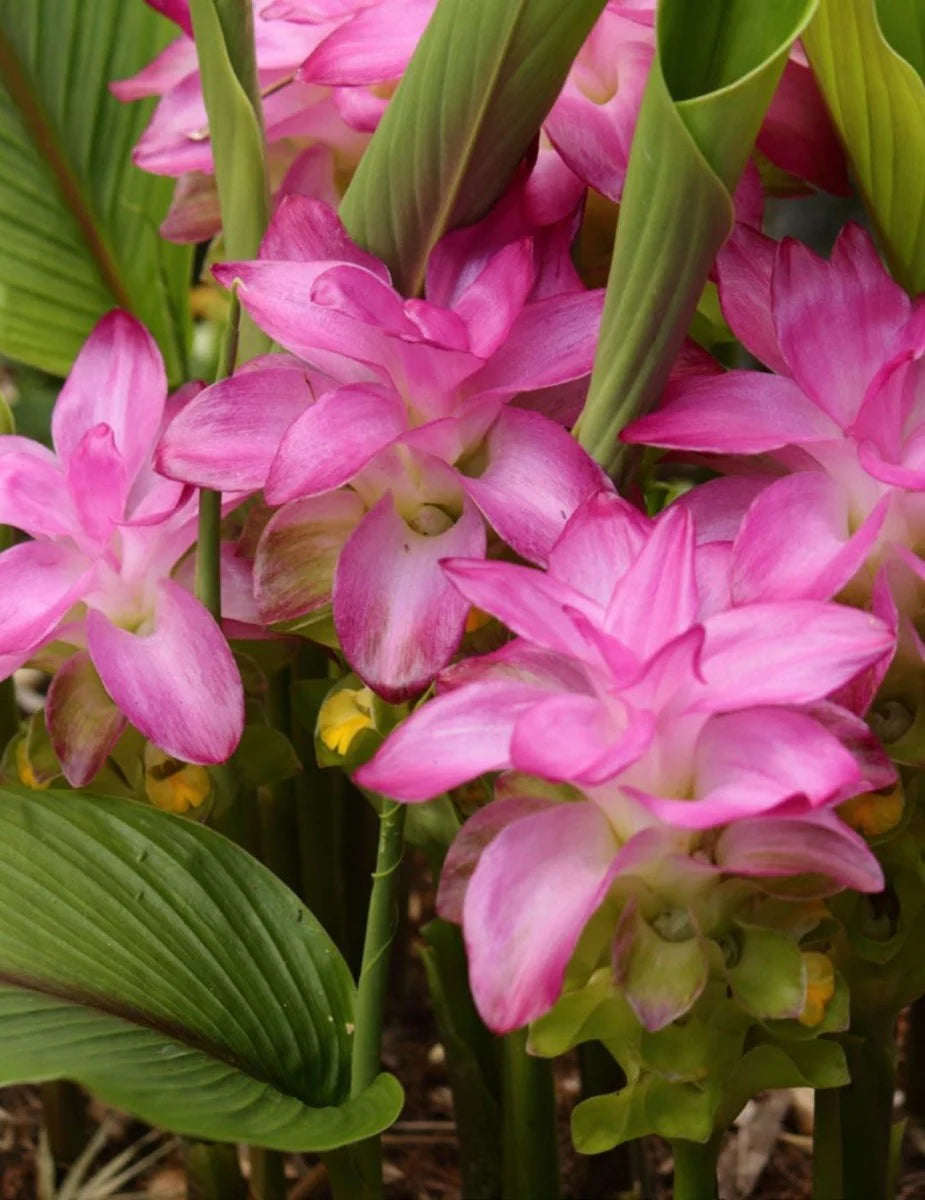 Thailand Pink Curcuma seeds soft pink tropical blooms