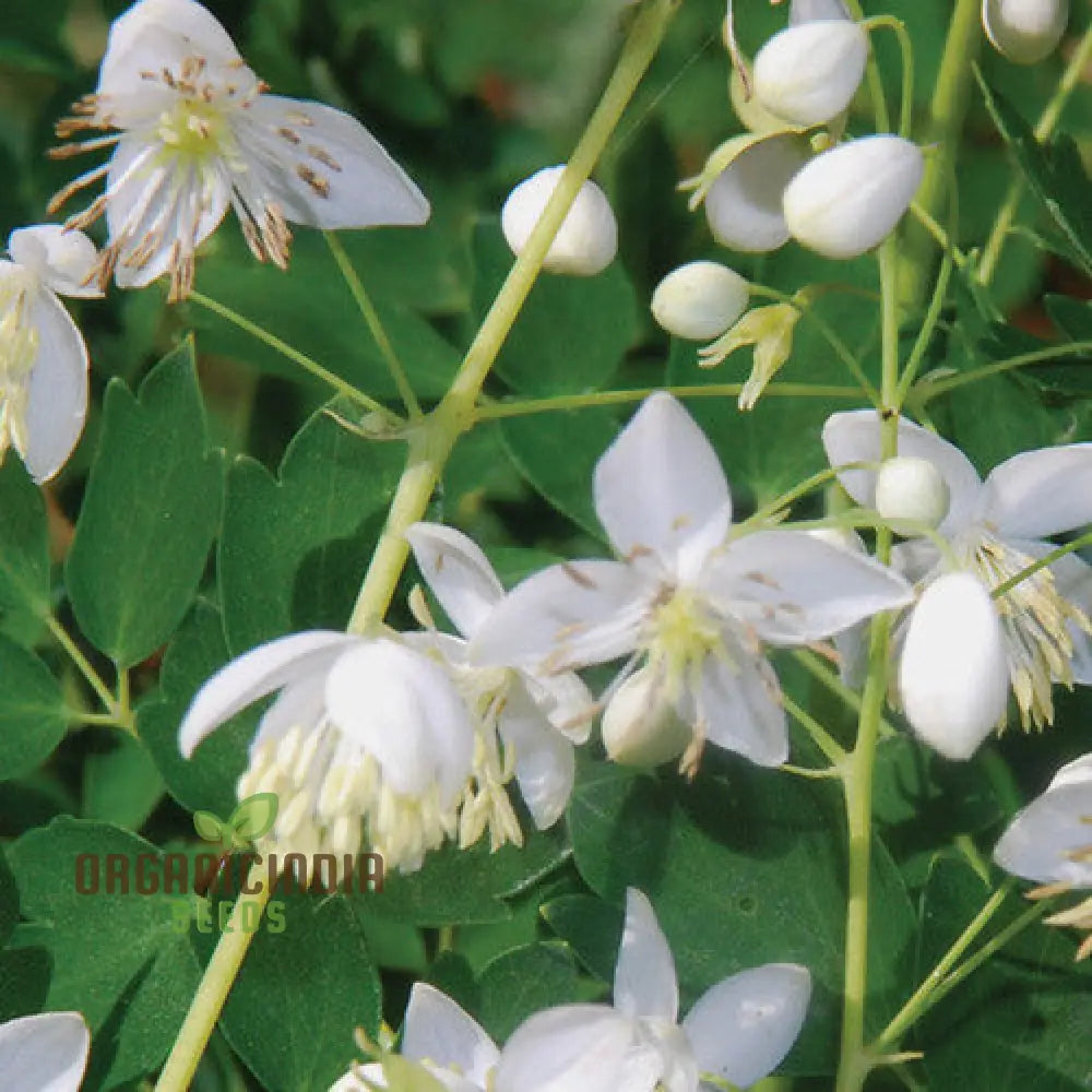 Thalictrum Delavayi Blizzard Seeds for Planting