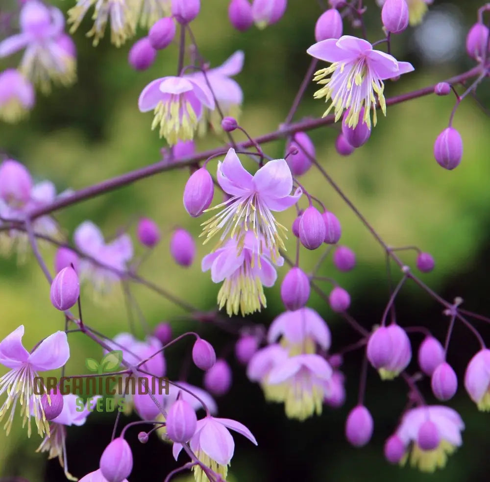 Thalictrum delavayi seeds elegant meadow rue blooms