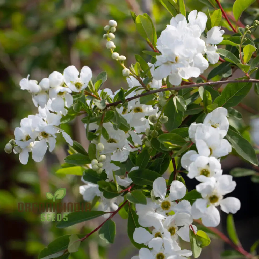 Exochorda The Bride shrub blooming with white flowers