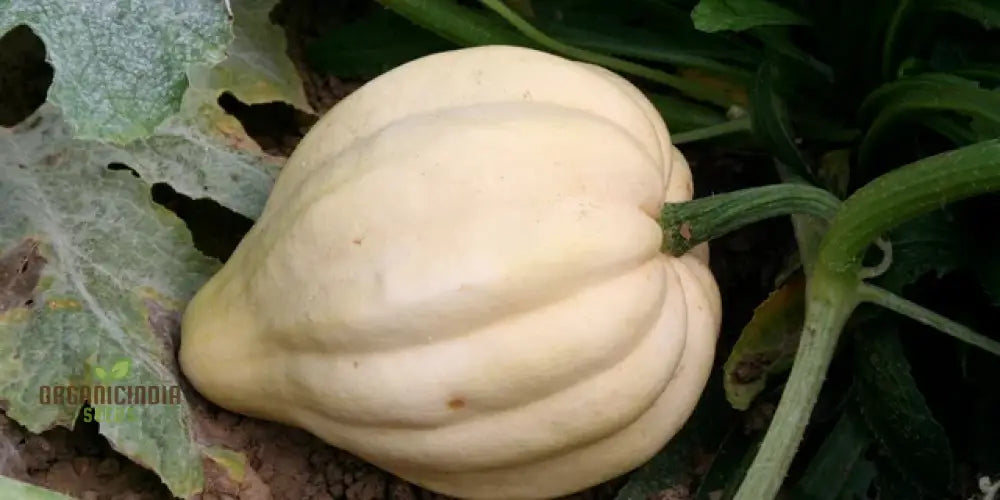 Fresh Thelma Sanders Squash Grown from Seeds
