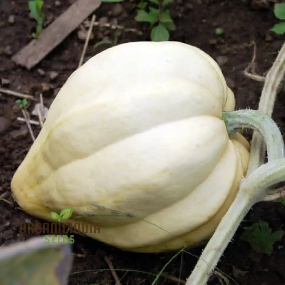 Thelma Sanders Squash Plant in Garden from Seeds