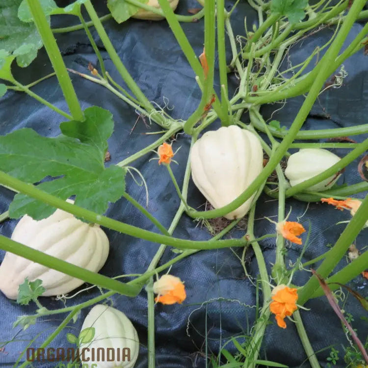 Thelma Sanders Squash Seeds for Planting, Heirloom Summer Squash Seeds