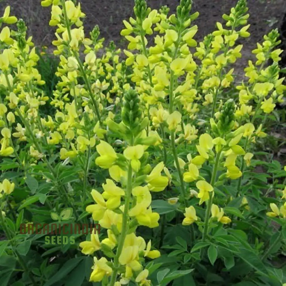 Thermopsis lanceolata seeds packet for planting hardy perennial flowers