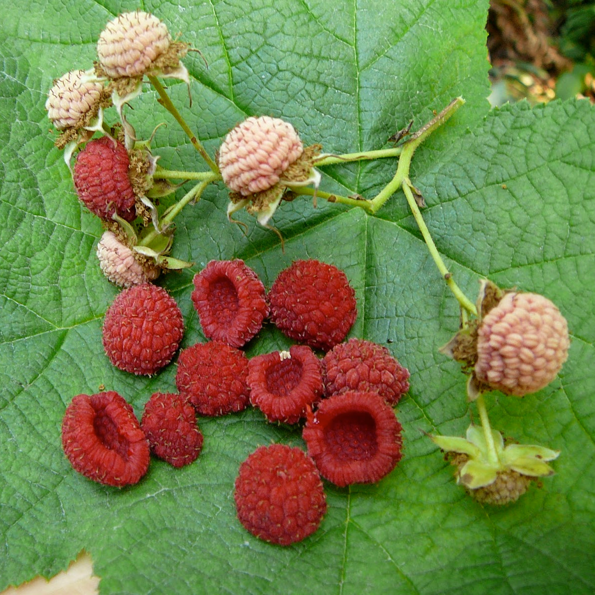 Thimbleberry Seeds Non-GMO for Planting