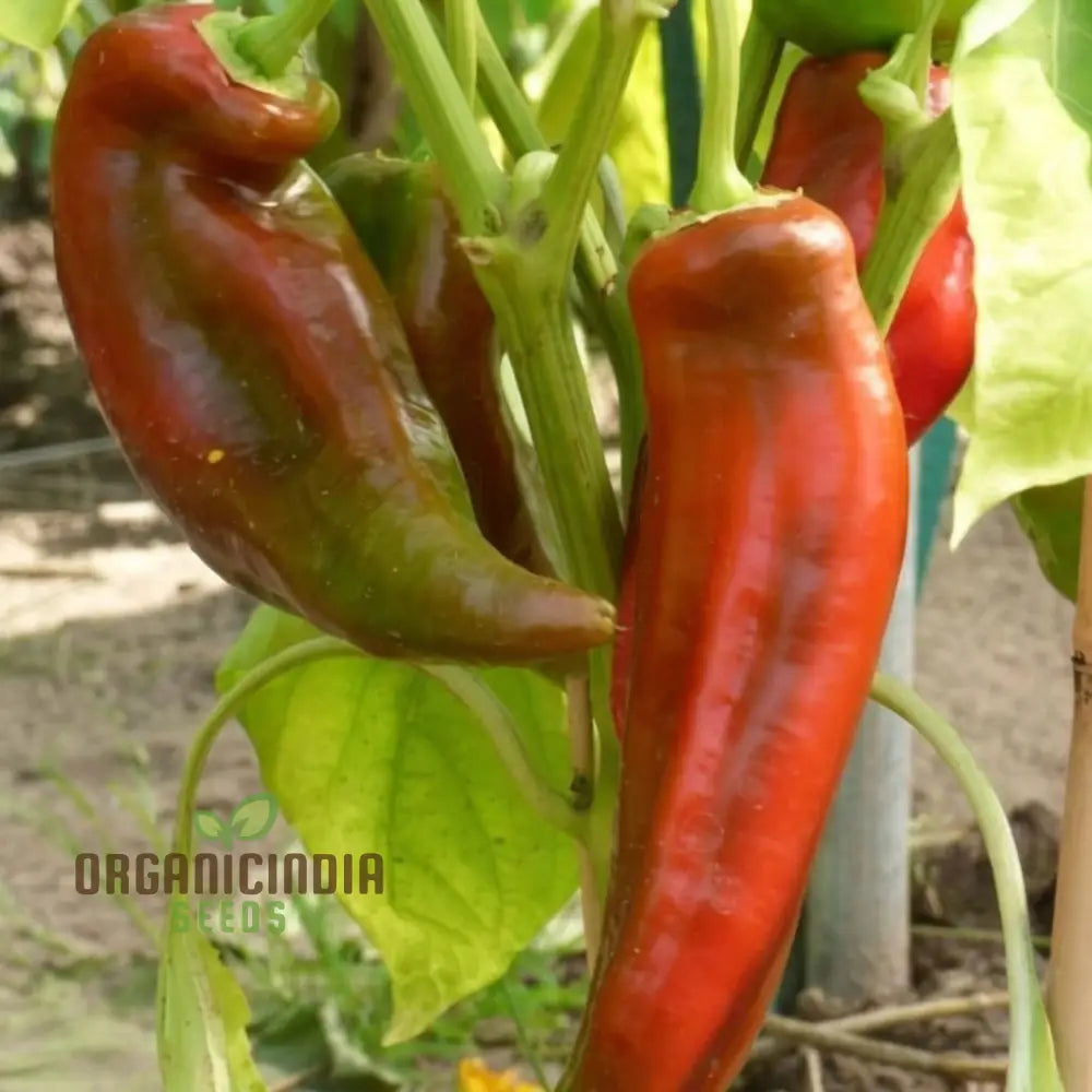 Mature Thor Sweet Pepper Plant from Seeds, Vibrant and Sweet Peppers