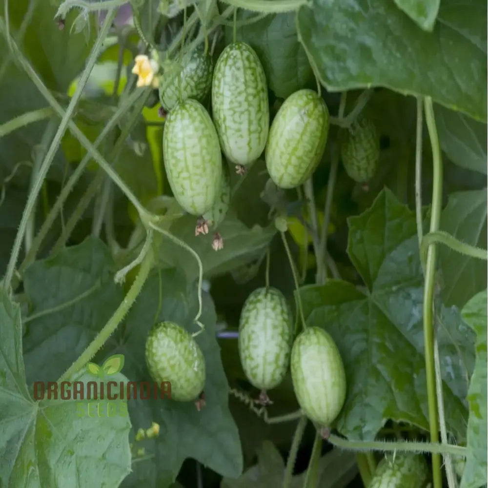 Thumb watermelon seeds for planting in home garden