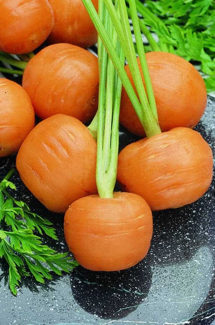 Mature Thumbelina Carrot Plant, Sweet Mini Round Roots