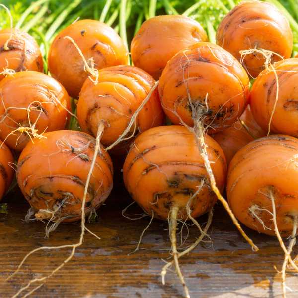 Thumbelina Carrot Seeds for Planting, Heirloom Mini Round Carrots